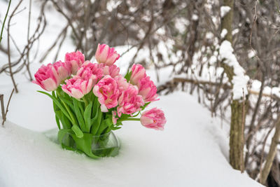 Close-up of pink tulips flower on snow covered plant
