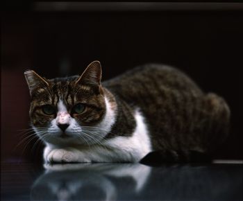 Close-up portrait of cat sitting