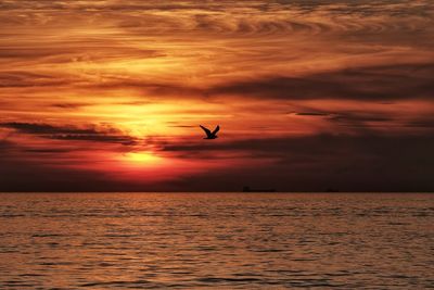 Bird flying over sea against sky during sunset