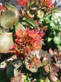 Close-up of pink flowering plant