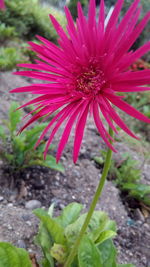 Close-up of flower blooming outdoors