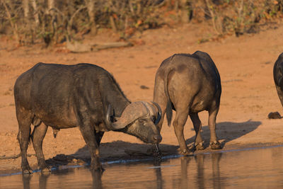 Elephant drinking water in lake