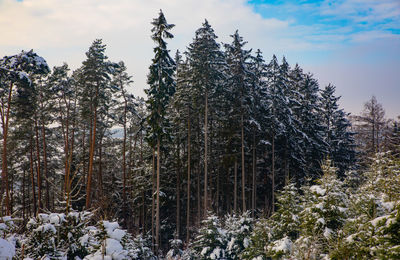 Pine trees in forest during winter