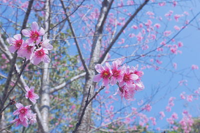 Close-up of pink cherry blossoms in spring