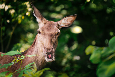 Close-up of a deer in forest during summer