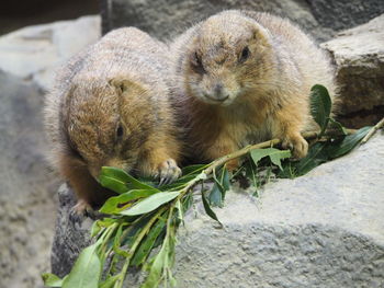 High angle view of sheep