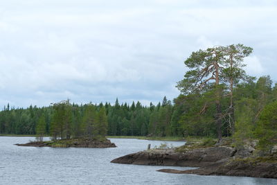 Scenic view of river amidst trees against sky