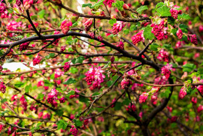 Close-up of pink flowers on branch