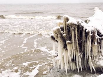 Snow covered driftwood at beach