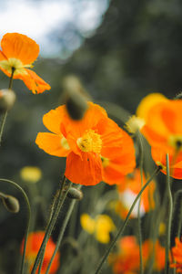 Close-up of orange flowering plant