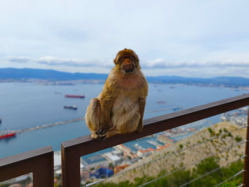 Monkey sitting on railing against sky