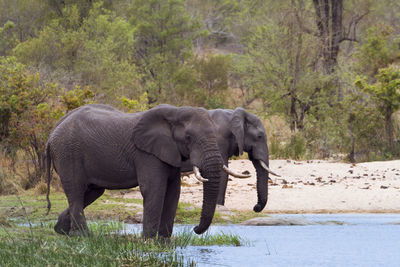 Side view of elephant drinking water