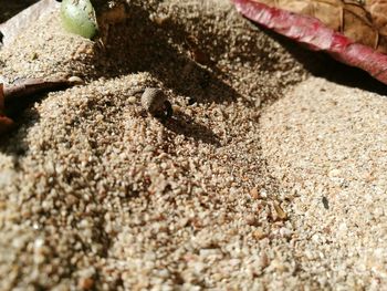 Close-up of ants on sand