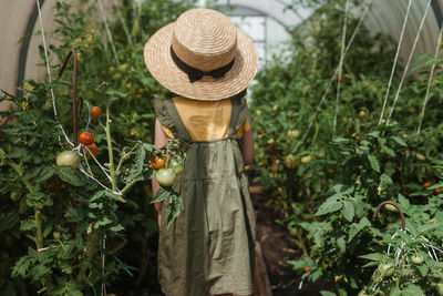 A little girl in a straw hat is picking tomatoes in a greenhouse. harvest concept.