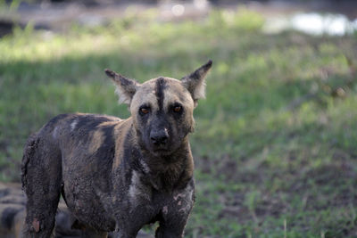 Wild dog, east africa