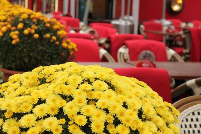 Close-up of yellow flowers against blurred background