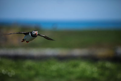 Close-up of bird flying against sky