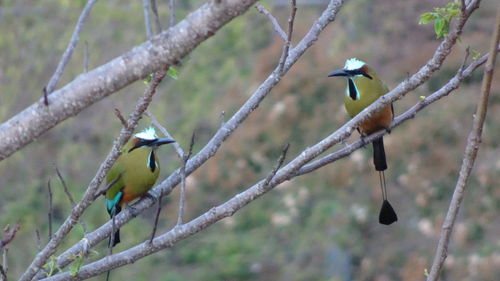 Bird perching on branch