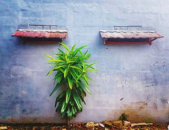 Plant against wall