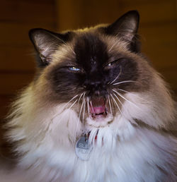 Close-up portrait of cat at home