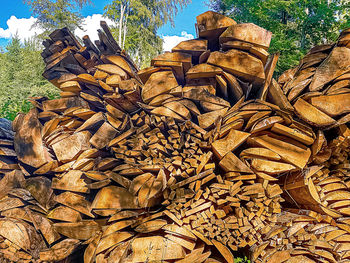 Stack of firewood in the forest