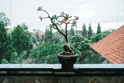 Potted plants by window against sky