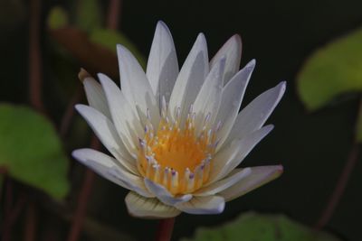 Close-up of water lily