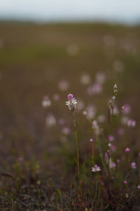 Close-up of purple crocus flowers on field