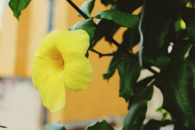 Close-up of yellow flowers