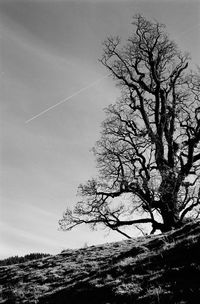 Low angle view of tree against clear sky