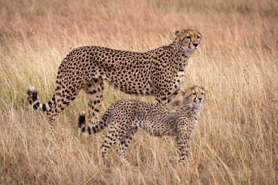 Cheetahs standing on grassy field in forest