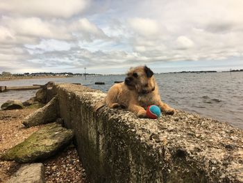 Dog relaxing on beach against sky