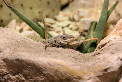 Close-up of lizard on rock