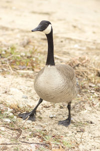 Close-up of bird on field