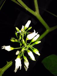 Close-up of white flower on tree