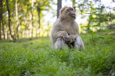 Monkey sitting on a field