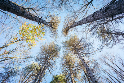 Low angle view of trees against sky