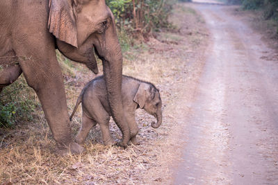 Elephant walking in a road