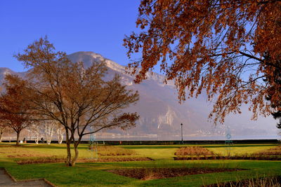 Trees on field against sky