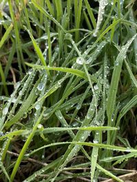 Full frame shot of wet plants during rainy season