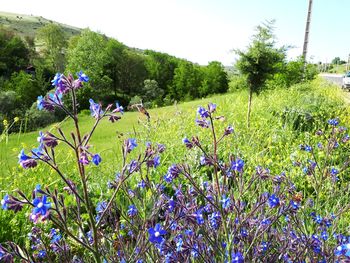 Purple flowering plants on field against sky