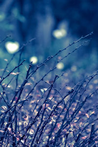 Close-up of bare tree against sky