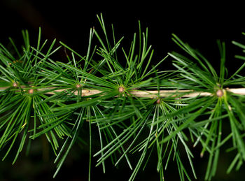 Close-up of green plant