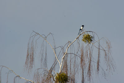 Low angle view of bird perching on tree against sky