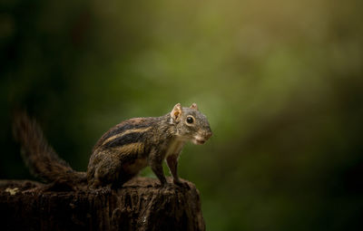 Close-up of squirrel on wood