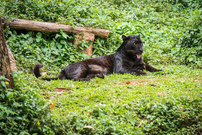 Black cat lying on ground