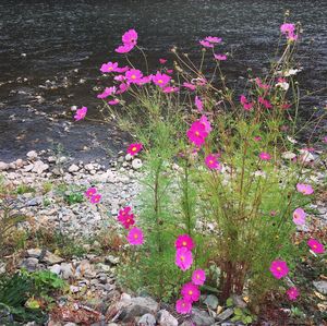 Pink flowers blooming on plant