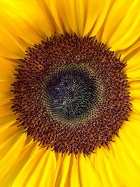 Close-up of sunflower