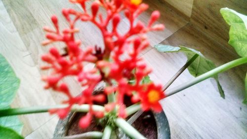 Close-up of red flower