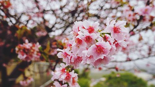 Close-up of pink flowers on branch